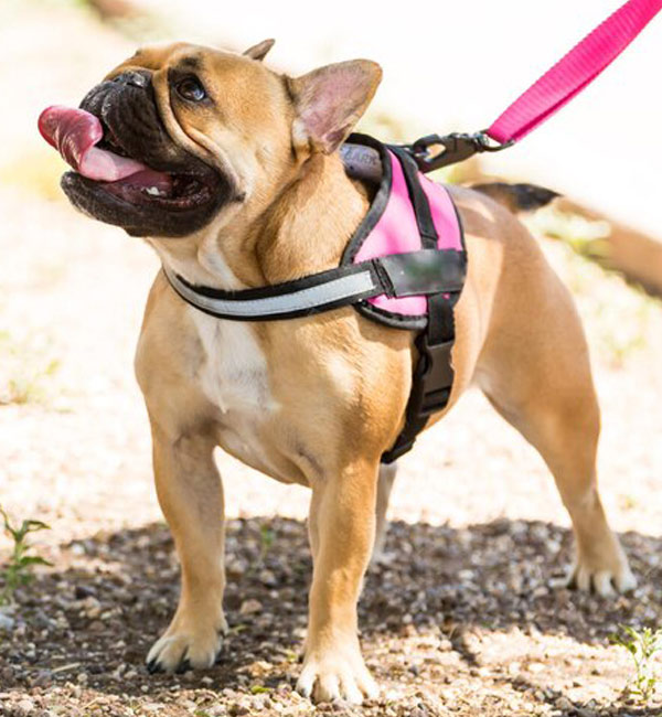 Pet Products Including Collars, Harnesses and Leashes